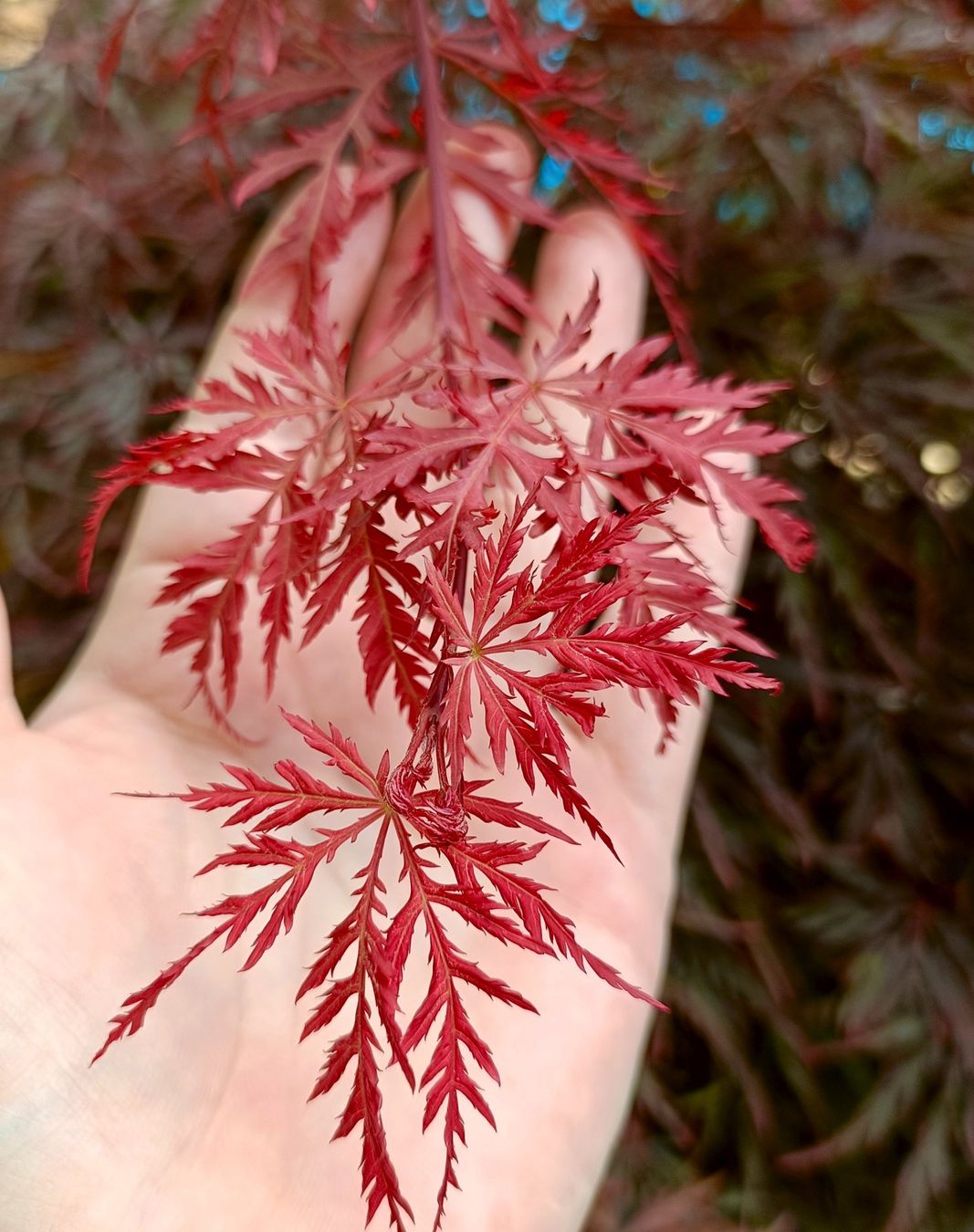 Piante & sementi: Acer palmatum 'Firecracker' PBR🔥 eine farbintensive Sorte🍁 – Usato da Sitterdorf venduto da imsis 4
