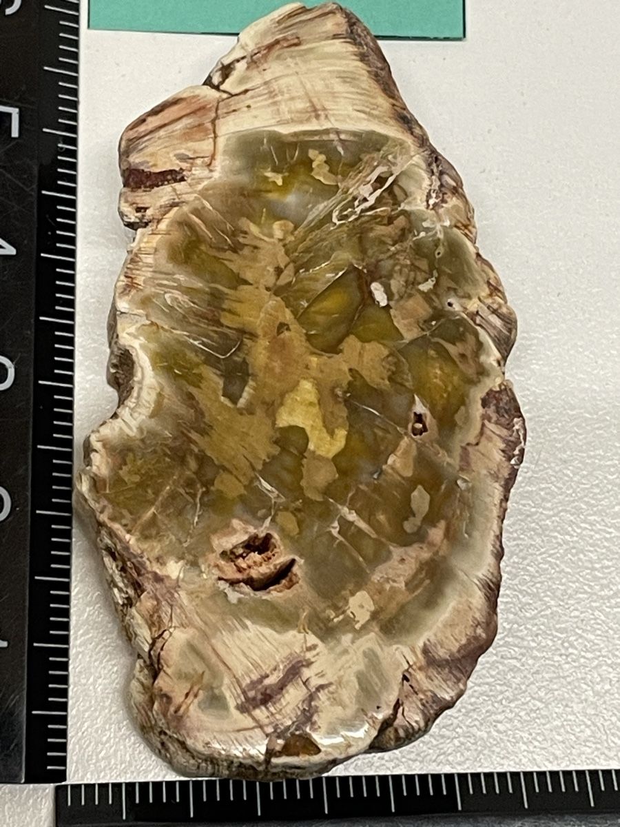 Minerali & Pietre curative: Heilstein versteinertes Holz – Usato da Rümlang venduto da euqinom16 1