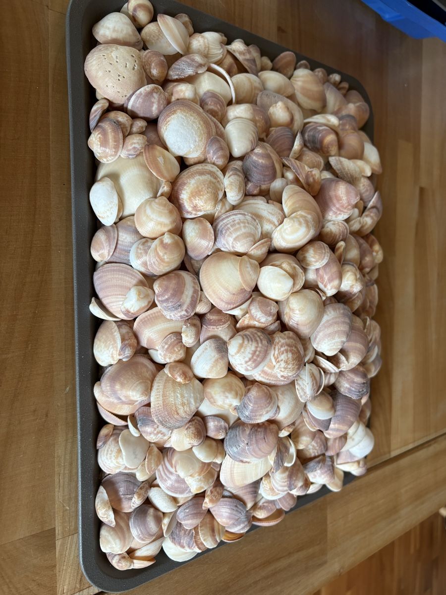 Tutte le decorazioni: über 3 kilo Muscheln – Usato da Rümlang venduto da resale35
