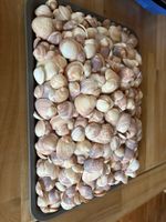 über 3 kilo Muscheln