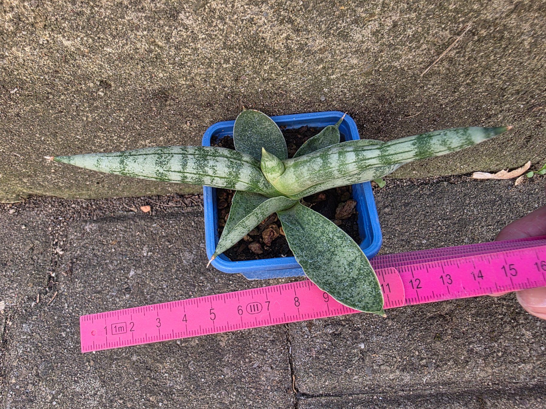 Piante & sementi: Sanseveria cylindrica / Bogenhanf – Nuovo (secondo la descrizione) da Thalheim venduto da silvara01 1