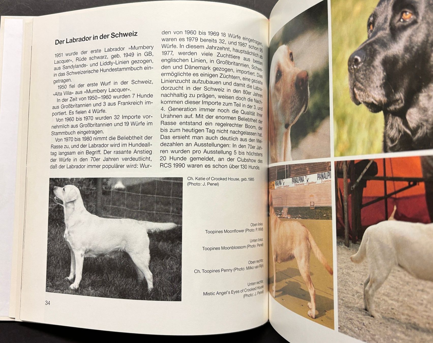 Libri: Labrador-Retriever – Nuovo (secondo la descrizione) da Sarnen venduto da Livres 5
