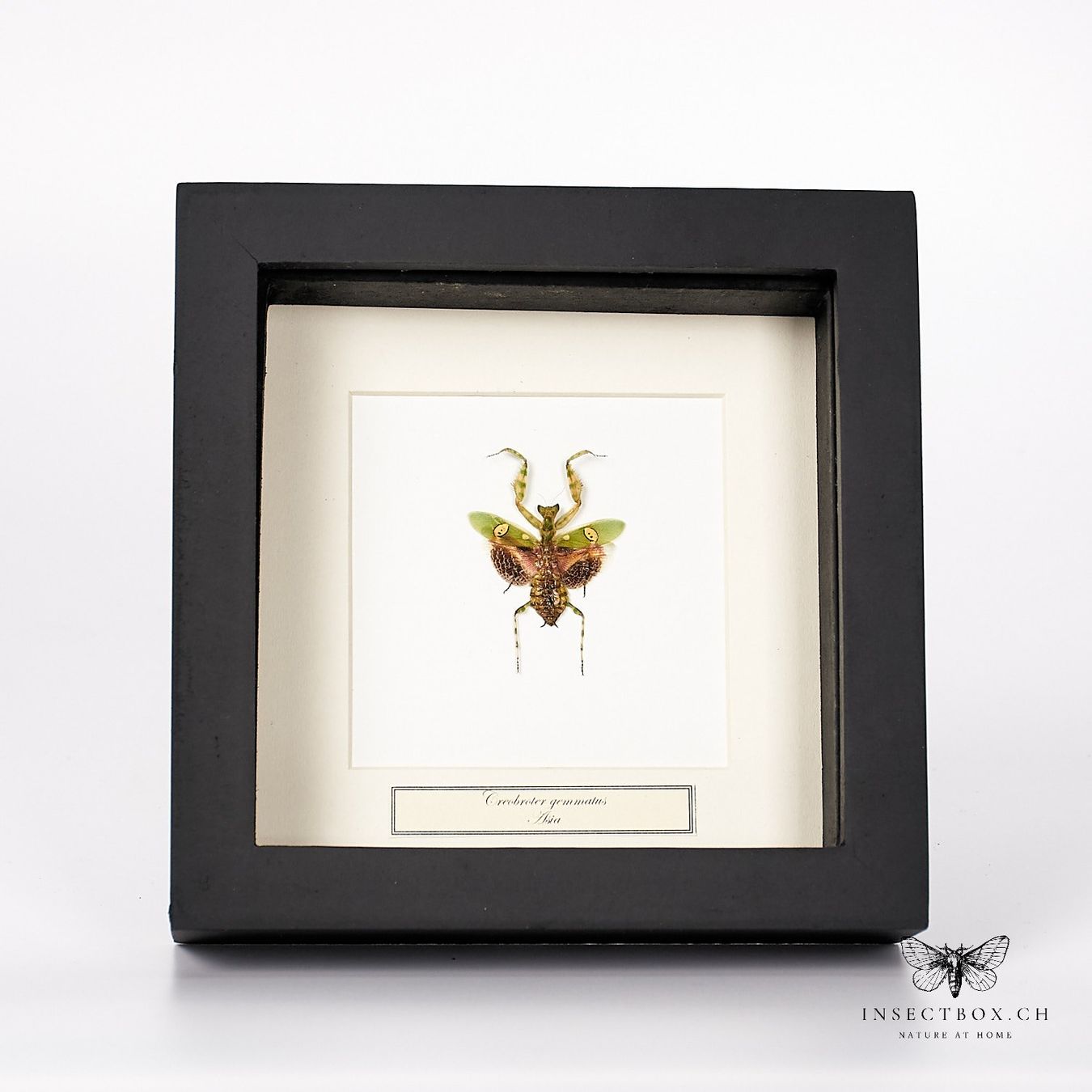 Il mondo degli animali: Asiatische Blütenmantis - creobroter gemmatus – Usato da Ostermundigen venduto da CarmineHome
