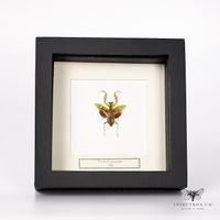 Asiatische Blütenmantis - creobroter gemmatus