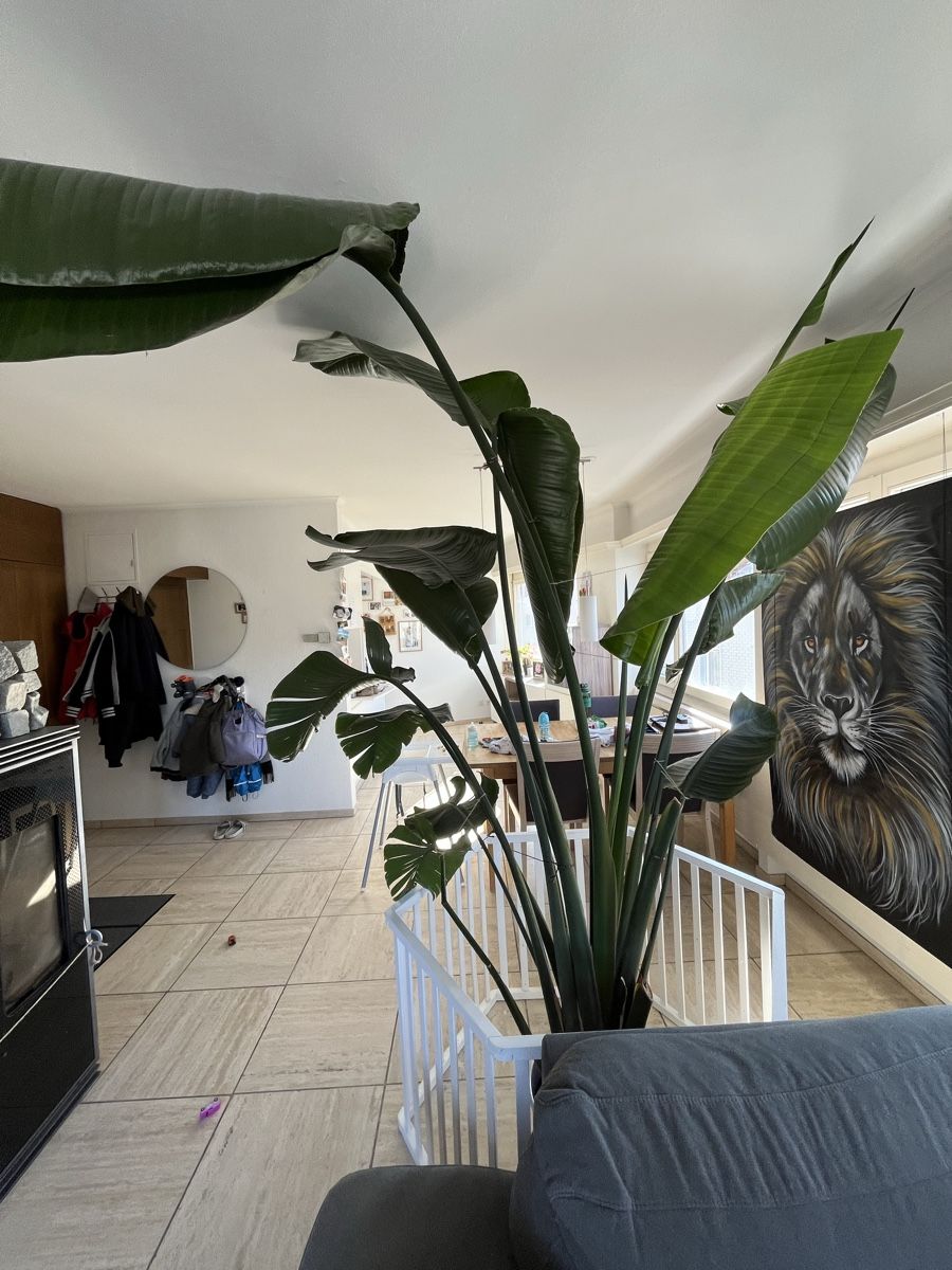 Plantes & graines: Grosse Zimmerpflanze , Strelitzie – D'occasion à Einsiedeln par dav_h5jm 1