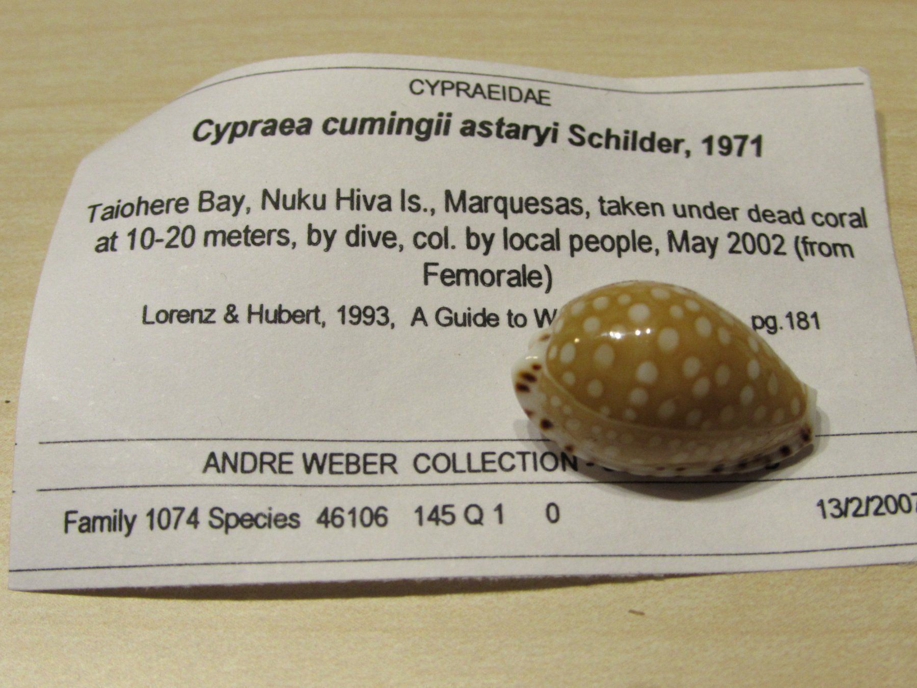 Fossili: Meerestiere, alte Muschel Sammlung, 13 stck – Usato da Walchwil venduto da Shells1 6