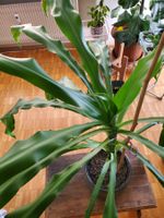 Schöne Yucca Palme