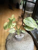 💛Monstera Legacy💛