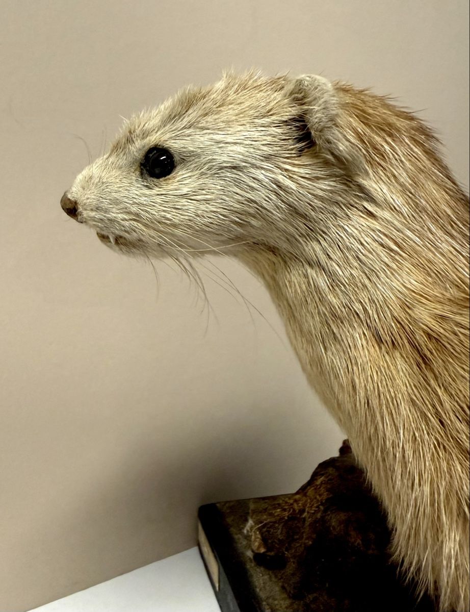 Monde des animaux: Tierpräparat ILTIS – D'occasion à Bern par felberunderground 2