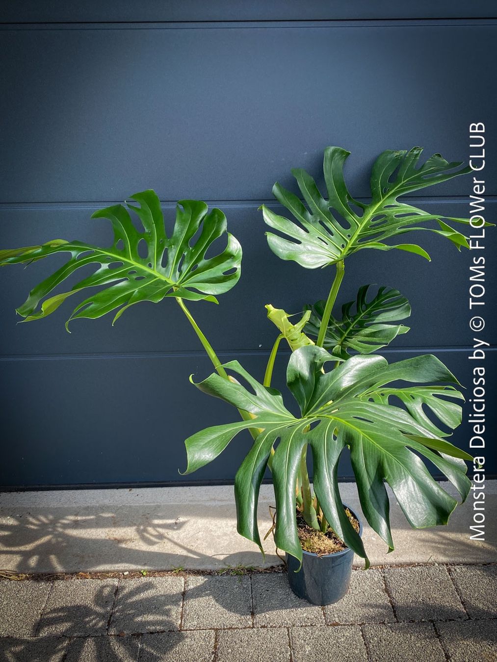 philodendron cream splash kaufen Philodendron Cream Splash - Grown From Mother Plant A