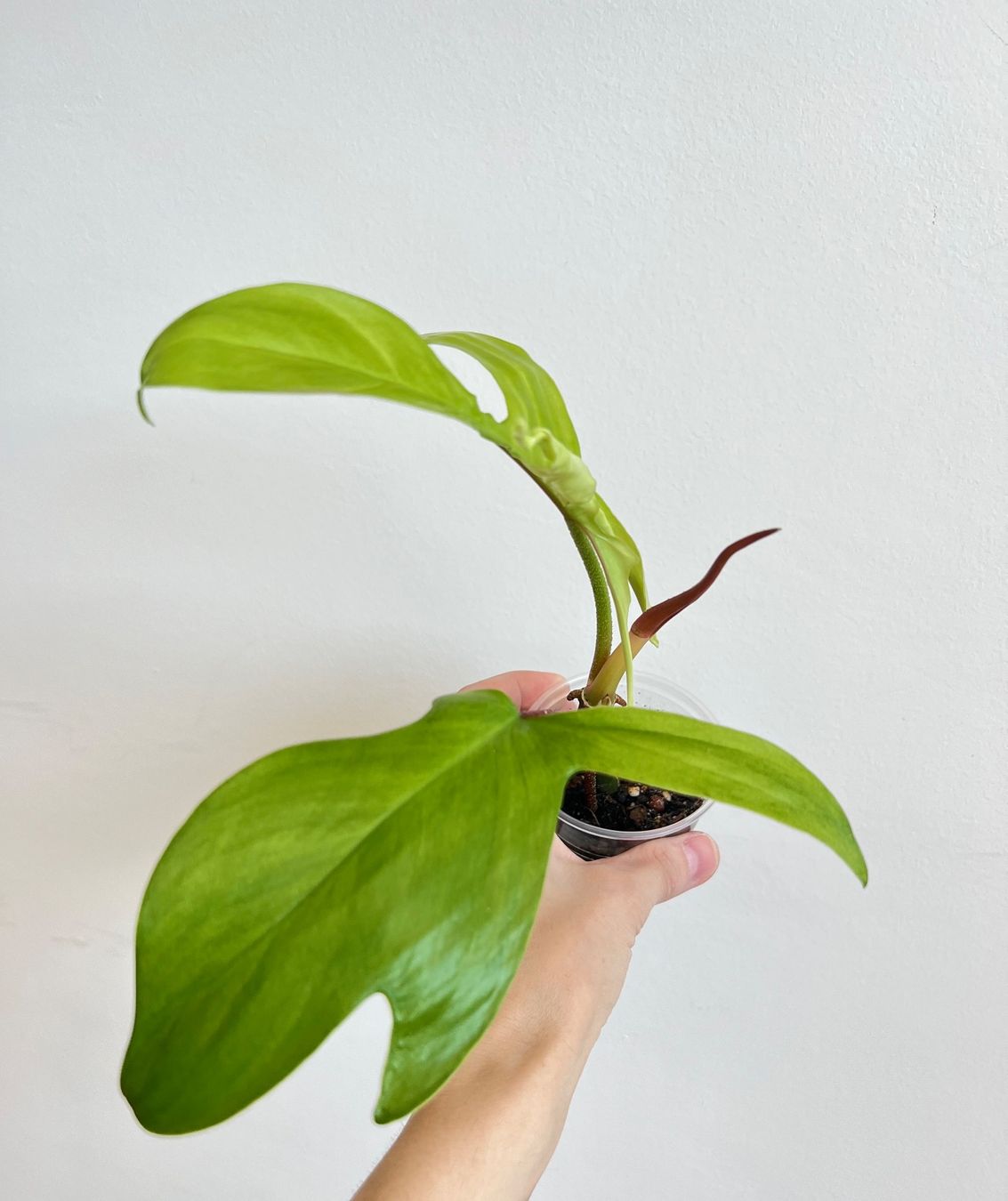 Plantes & graines: 🔥Philodendron Florida Ghost – D'occasion à Glattpark(Opfikon) par ste_n99y 2