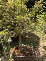 Bonsai/Fichte