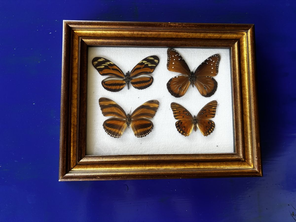 Tutte le decorazioni:  Schmetterlinge im Rahmen – Usato da Zürich venduto da Pat8038