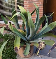 Agave-Pflanze mit Topf 🪴 grosse, kräftige Pflanze