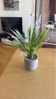 Zimmerdeko, Künstliche Agave im Topf, nie mehr giessen