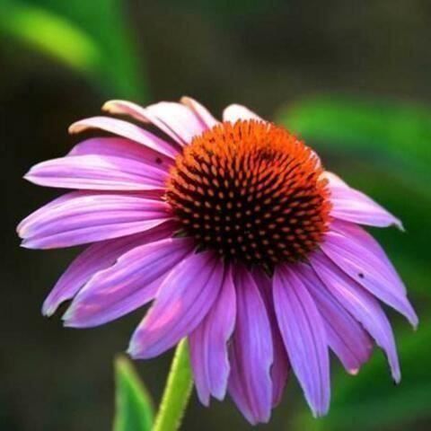 Piante & sementi: Echinacea purpurea (Roter Sonnenhut) – Usato da Winterthur venduto da Aniger