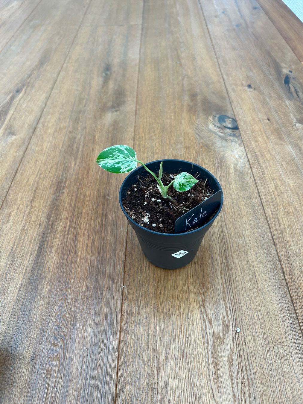 Piante & sementi: Monstera Bulbasur💚 – Nuovo e nell'imballaggio originale da Wattwil venduto da Mikesplantshop 1