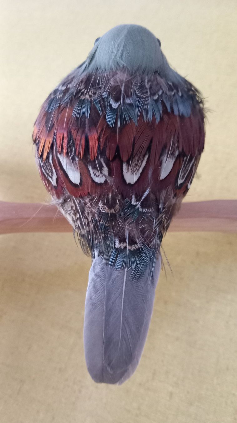 Tutte le decorazioni: Deko Vogelkäfig mit wunderschönem Bewohner – Usato da Langnau am Albis venduto da Charlytheant 3