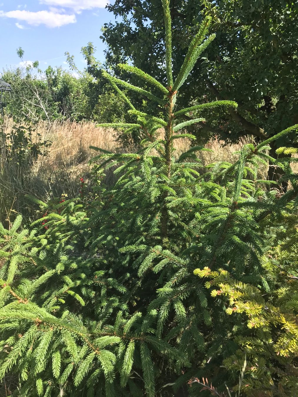 Plantes & graines: Fichte – D'occasion à Dietlikon par estrella-stern