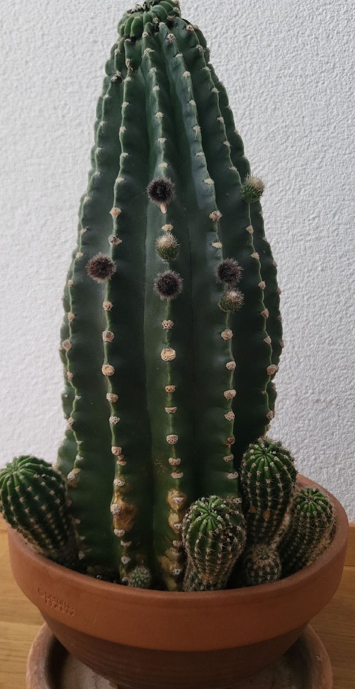 Plantes & graines: Kaktus 34cm – D'occasion à Zürich par fil_9chq 1