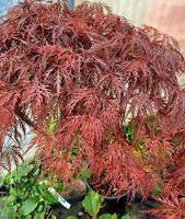 XL Japanischer roter Ahorn "DISSECTUM GARNET" 100 cm   ↕️