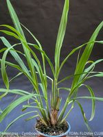 Zitronengras / Lemongrass - CYMBOPOGON CITRATUS - 100% BIO