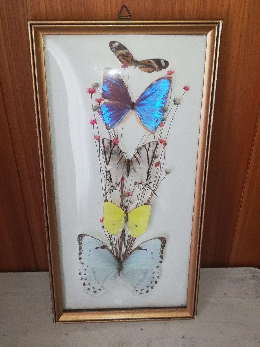 Il mondo degli animali: echte Schmetterlinge hinter Glas – Usato da Aarburg venduto da Emelie