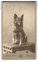 Fotografie Carl Wöhlert, Berlin, Landsb