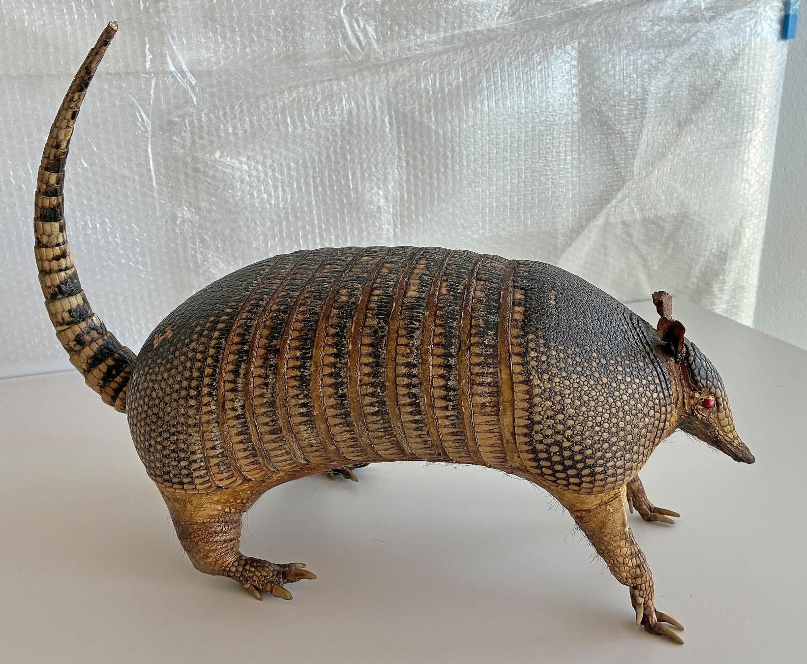 Il mondo degli animali: Gürteltier – Usato da Bäretswil venduto da robsonantik 4