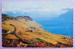 Lavaux