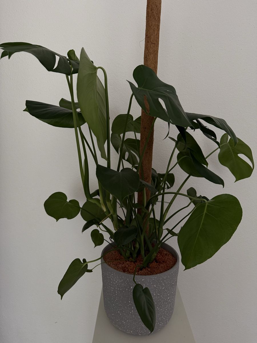 Piante & sementi: Zimmerpflanze Monstera – Usato da Wynigen venduto da KaZu79 2