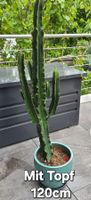 Grosser Kaktus Euphorbia eritrea mit Topf