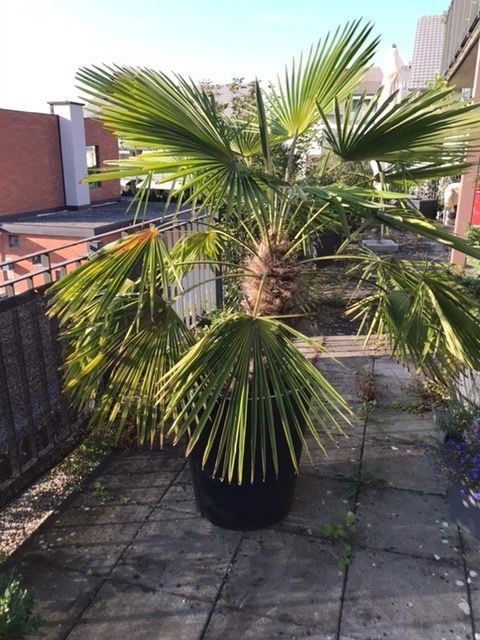 Palme winterhart Kaufen auf Ricardo