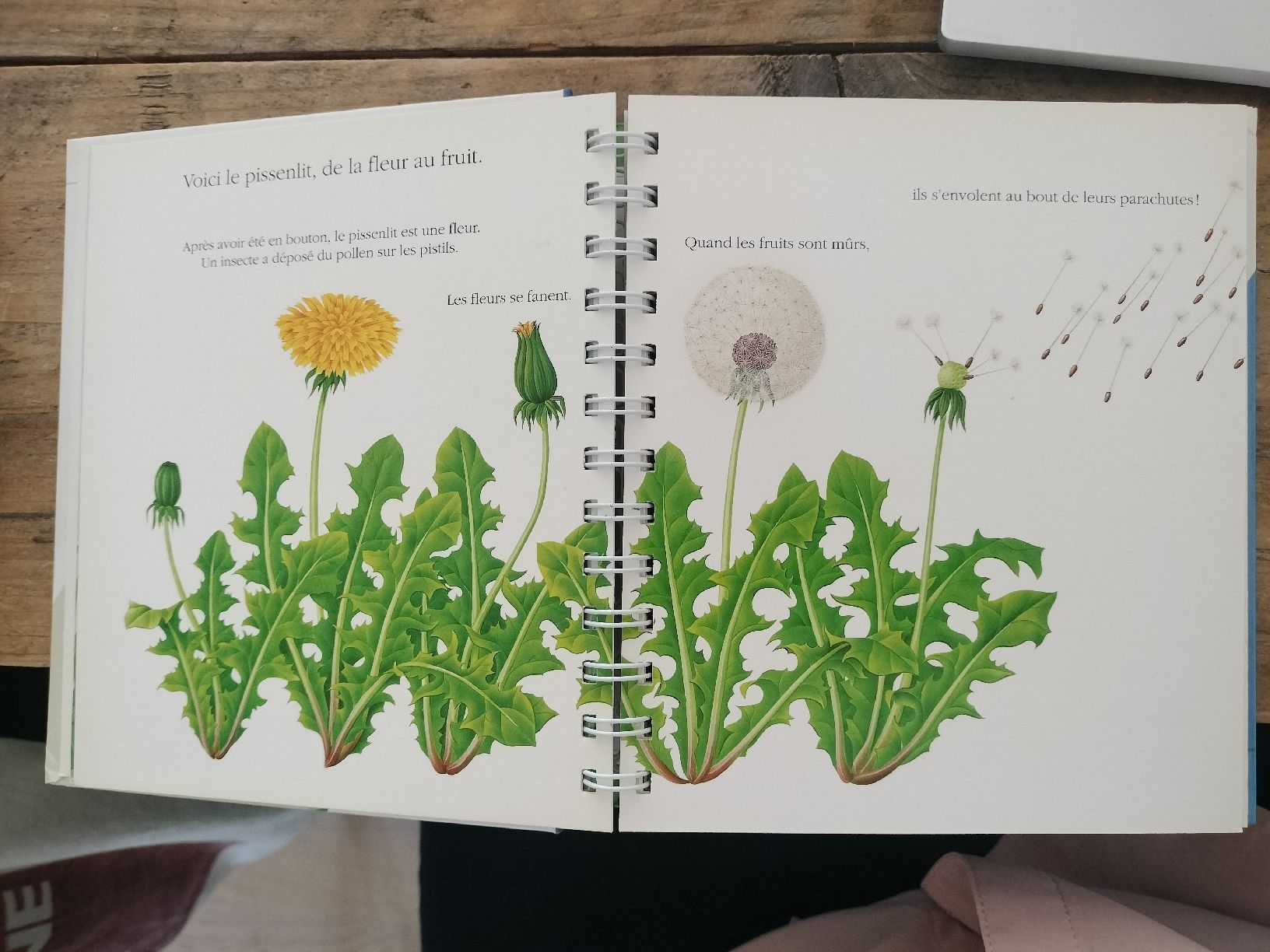 Bücher: Mes Premières Découvertes: La fleur – Gebraucht aus Villars-sur-Glâne von Pilaune 2