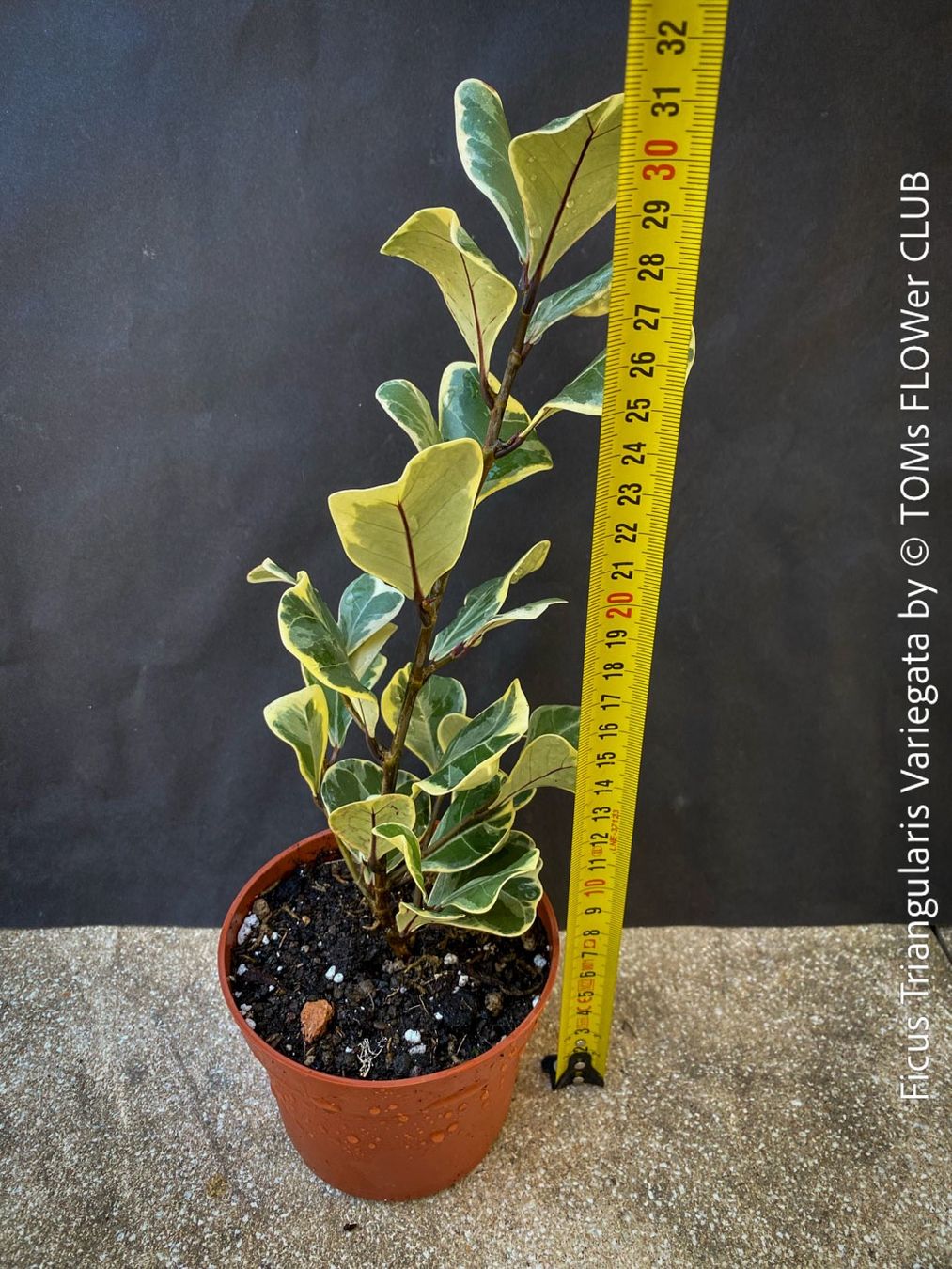 Pflanzen & Samen: Ficus Triangularis Variegata - jedes Blatt wie ein Herz – Neu (gemäss Beschreibung) aus Adliswil von astom369 1