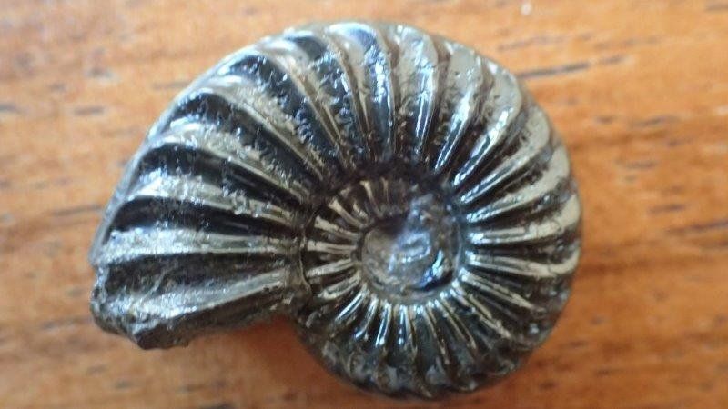 Fossilien: 3 Pyrit Ammoniten Frankreich – Gebraucht aus Rickenbach BL von Oktober68 6