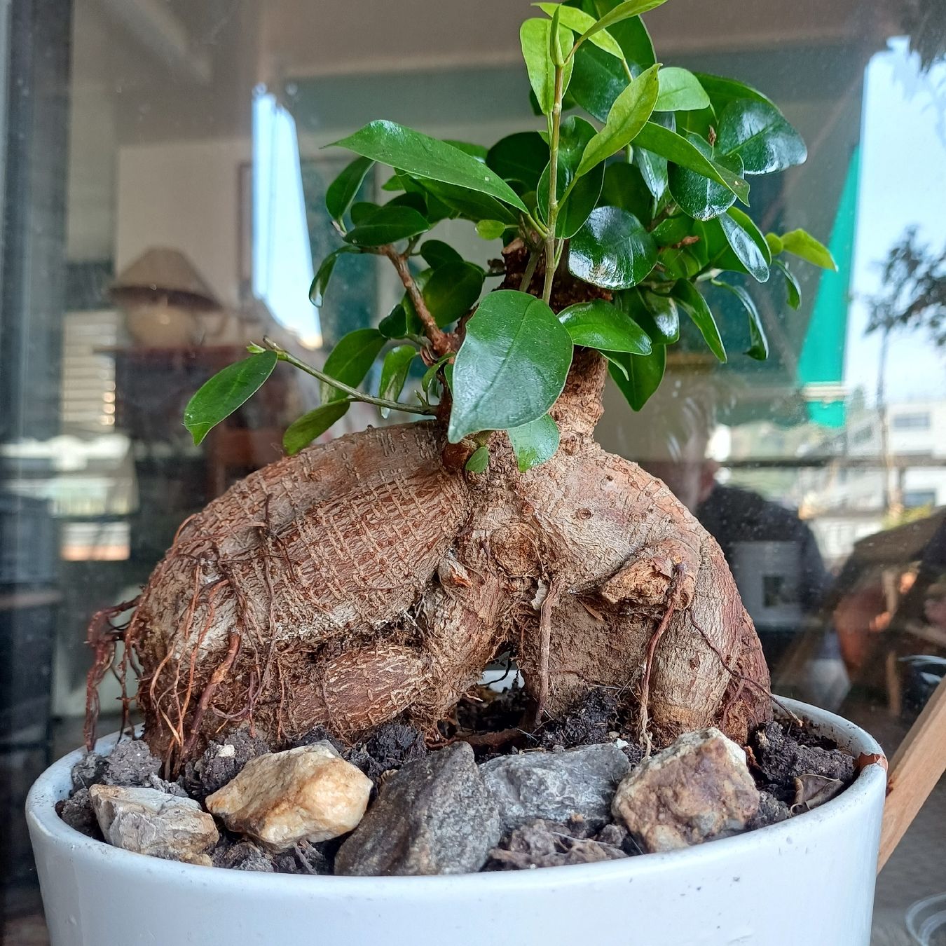 Piante & sementi: bonsai Gingseng 2 – Nuovo (secondo la descrizione) da Paradiso venduto da botanica.bruta 2