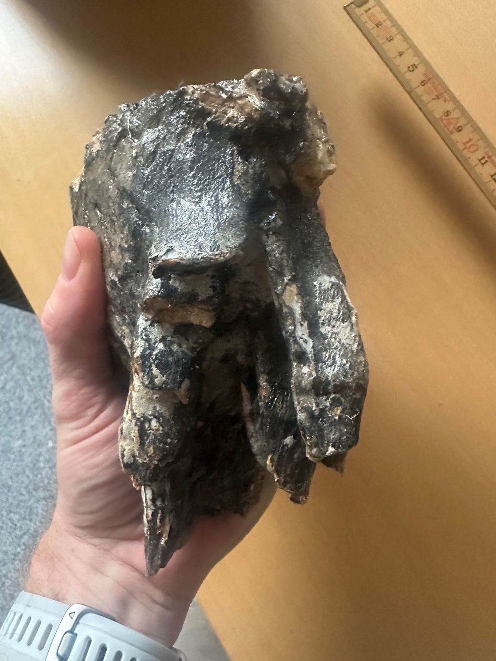 Fossili: Mammutzahn – Usato da Bussnang venduto da Tatzfatz 2