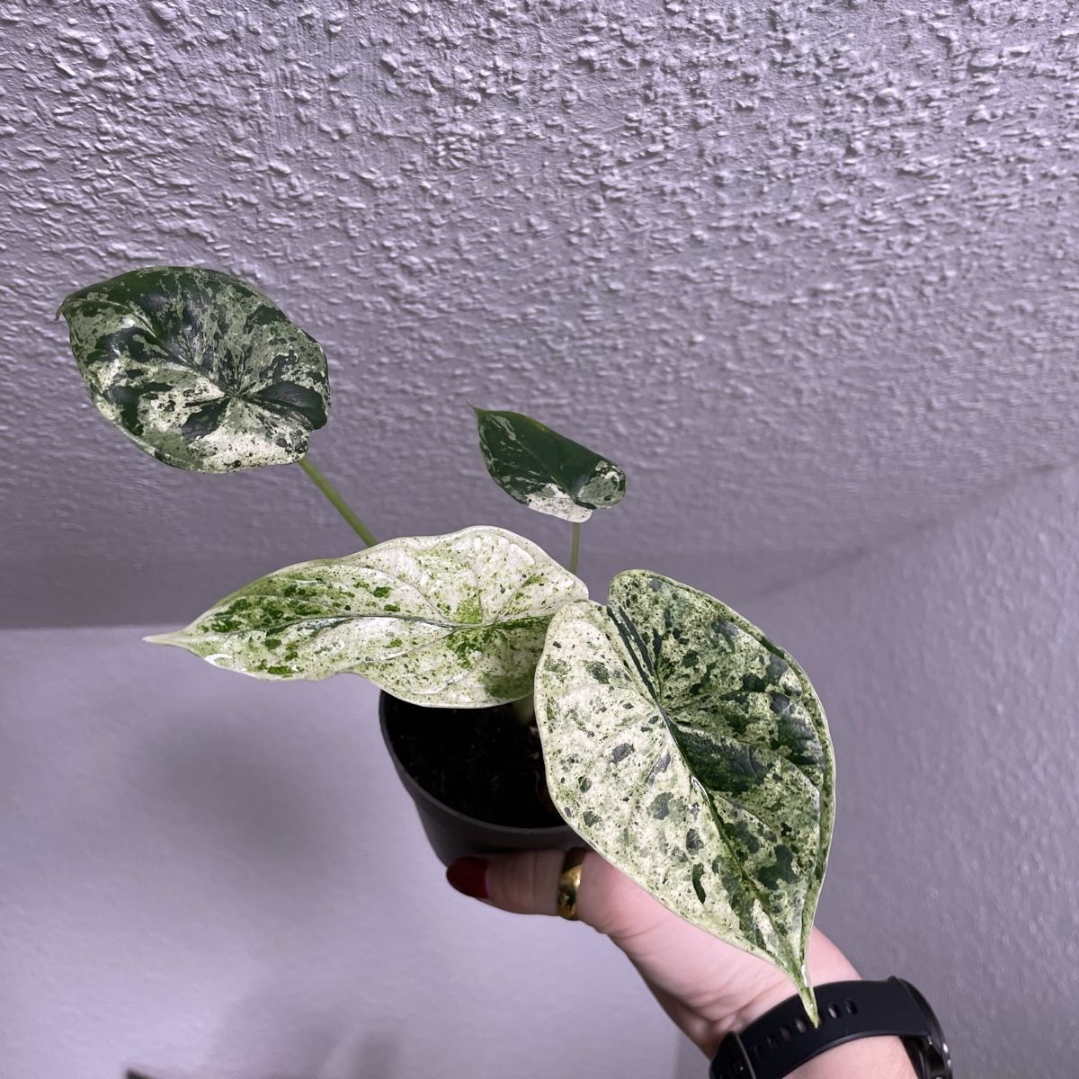Piante & sementi: Alocasia Dragon Scale Mint variegata – Usato da Suhr venduto da Planted.by.two 1