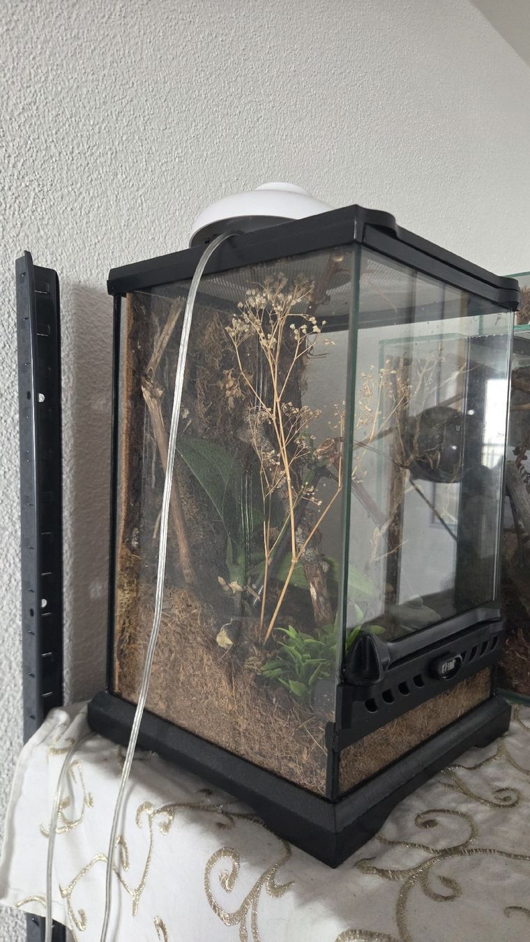 Exo terra Terrarium: terrarium 20x20x30 – Gebraucht aus Wollerau von flitzi88 2