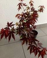 Japanischer roter Ahorn "ACERUM PALMATUM" 30cm