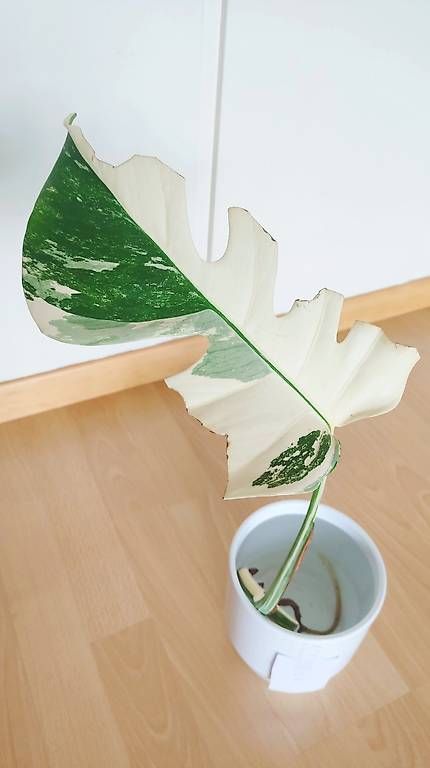 Piante & sementi: Monstera Deliciosa Albo Variegata 2. – Nuovo (secondo la descrizione) da Ebnat-Kappel venduto da Zearara 1