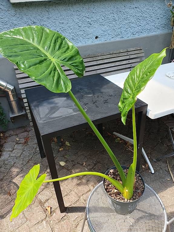 Plantes & graines: Alocasie – D'occasion à Olten par stritten