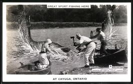 Cayuga /Ontario, Fischer ziehen riesige 