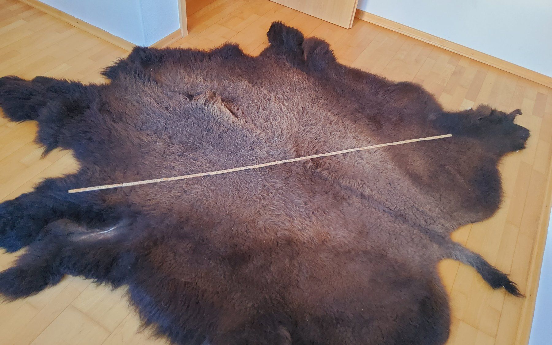 Il mondo degli animali: Bisonfell (Echt) – Nuovo (secondo la descrizione) da Ruggell venduto da Tim-Werk 1