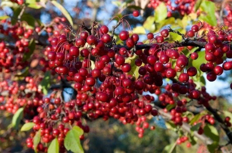 Plantes & graines: Aronie rouge 'Brilliant' comestible  2x – Neuf avec emballage d'origine à Bremblens par FIBONACCI369 1