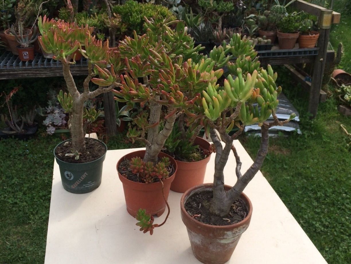 Piante & sementi: Crassula argantea – Usato da Vinelz venduto da Wellensittich55 3