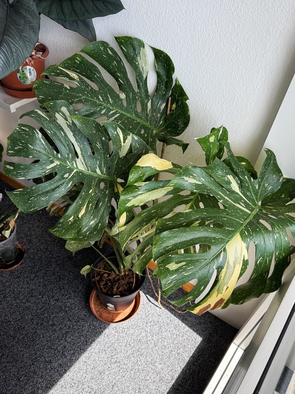 Piante & sementi: Monstera Thai Constellation (large established) – Nuovo (secondo la descrizione) da Bern venduto da plantlover_bern 1