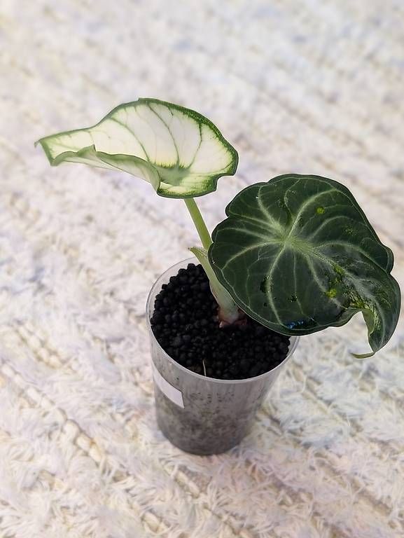 Piante & sementi: Alocasia Ninja White Mutation Variegata – Nuovo (secondo la descrizione) da Faulensee venduto da plantmama 1