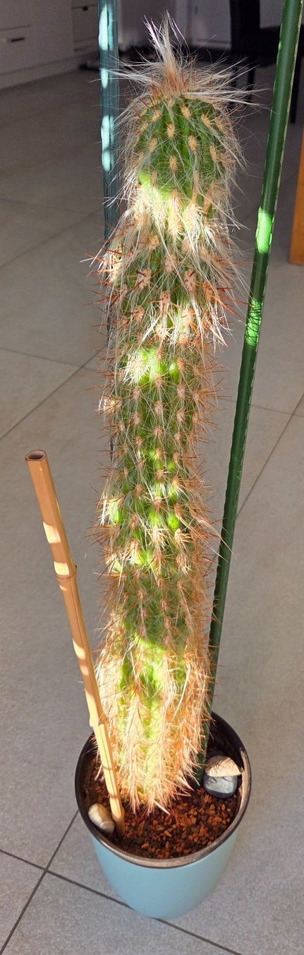 Pflanzen & Samen: Haariger Kaktus 74 cm gross – Gebraucht aus Ostermundigen von derset 4
